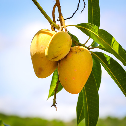 Mango