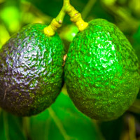 Aguacate